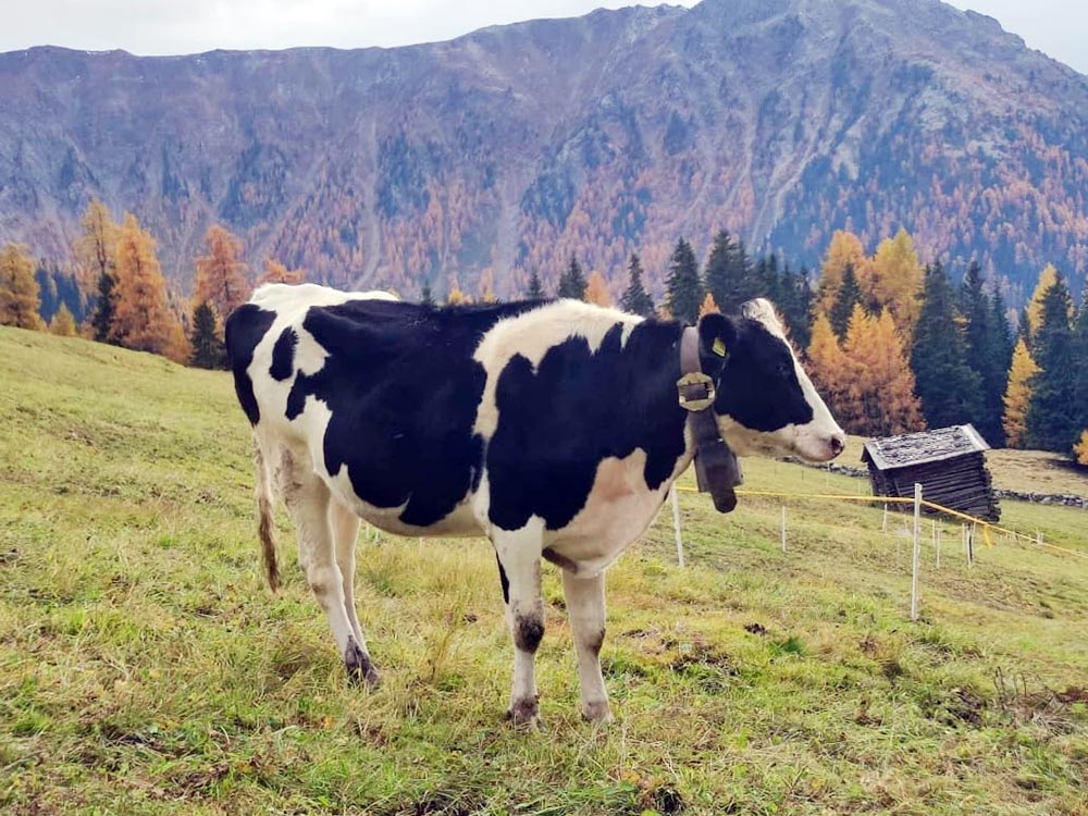 gattererhof-appartements-ferienwohnungen-gsiesertal-appartamenti-val-casies-n