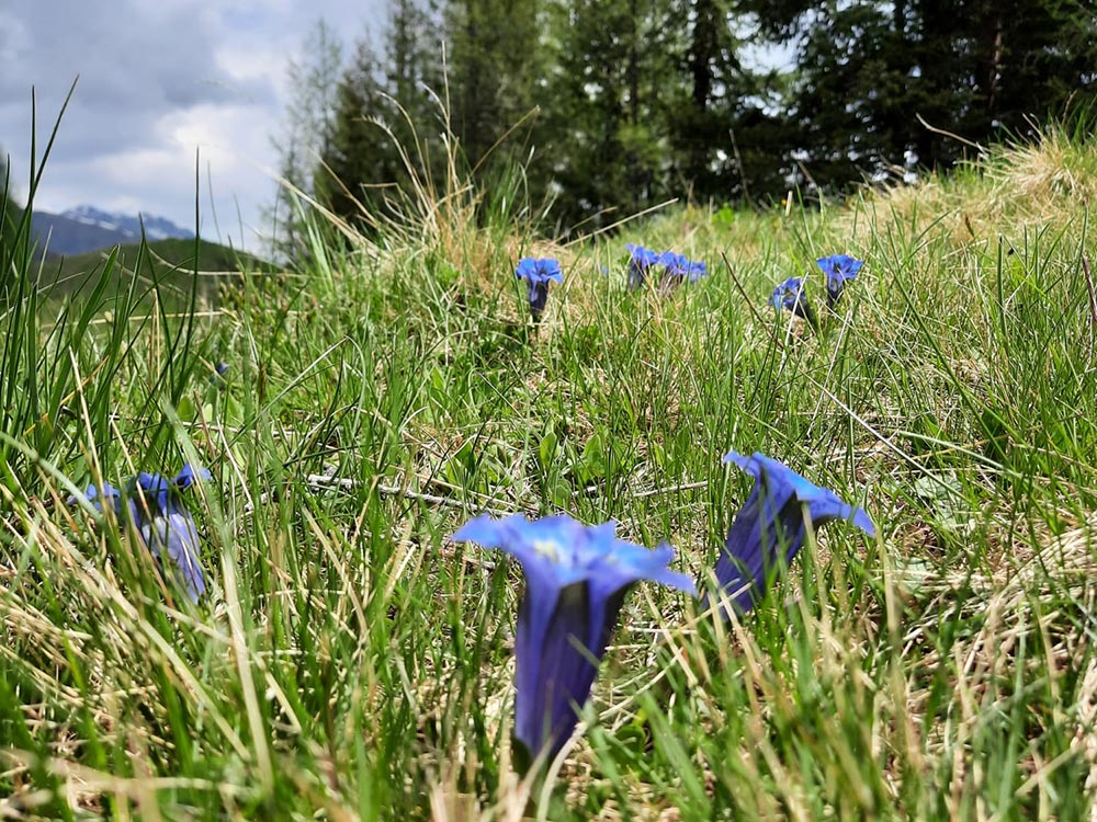 sommer-estate-gattererhof-gsies-val-casies